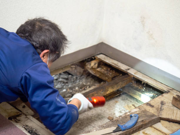 Best Home Mold Removal  in Frankfort Square, IL