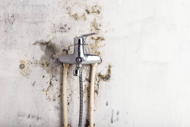 Best Professional Mold Removal  in Frankfort Square, IL