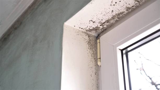 Best Mold Damage Repair  in Frankfort Square, IL