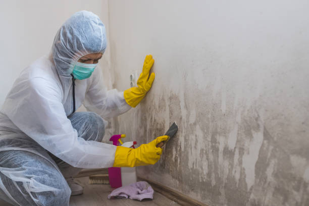Best Emergency Mold Removal  in Frankfort Square, IL