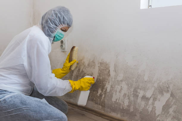 Best Toxic Mold Removal  in Frankfort Square, IL