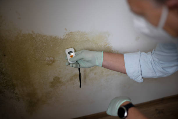 Best Mold Damage Repair  in Frankfort Square, IL