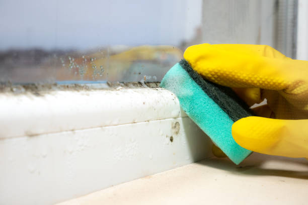 Best Commercial Mold Removal  in Frankfort Square, IL