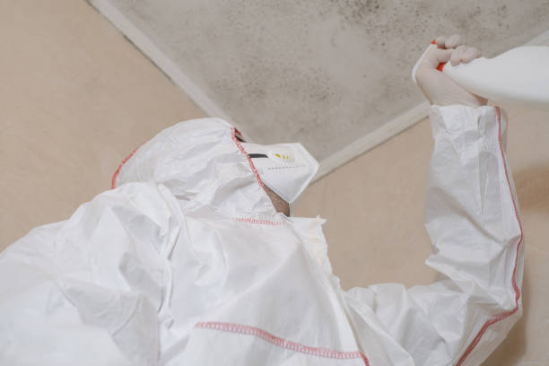 Best Mold Removal Company Near Me  in Frankfort Square, IL