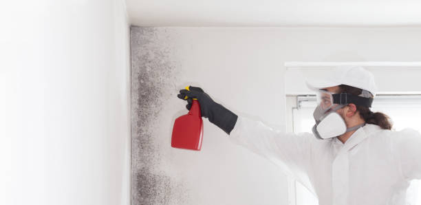 Mold Testing and Removal in Frankfort Square, IL