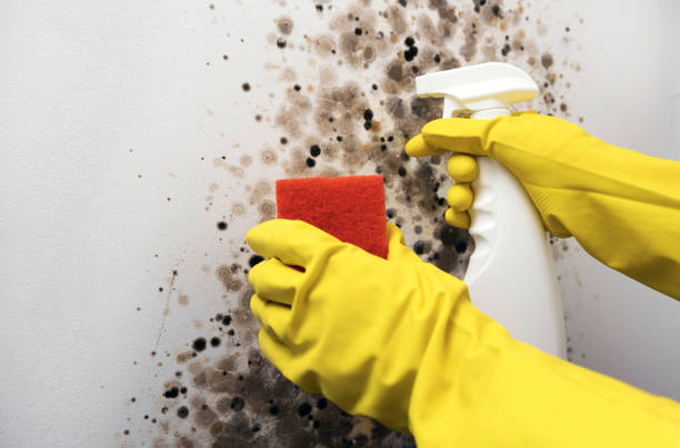 Best Mold Removal Near Me  in Frankfort Square, IL
