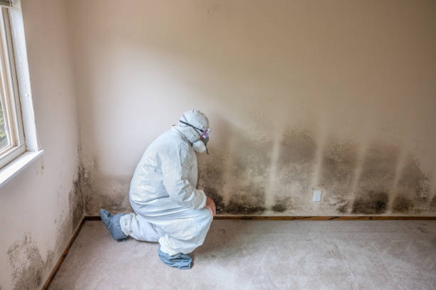Best Mold Remediation Services  in Frankfort Square, IL