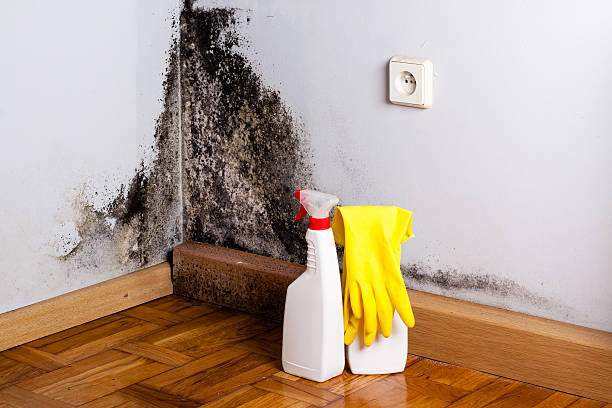 Best Mold Testing and Removal  in Frankfort Square, IL