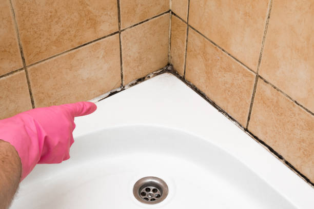 Best Residential Mold Removal  in Frankfort Square, IL