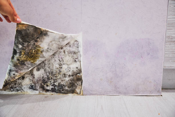 Best Crawl Space Mold Removal  in Frankfort Square, IL